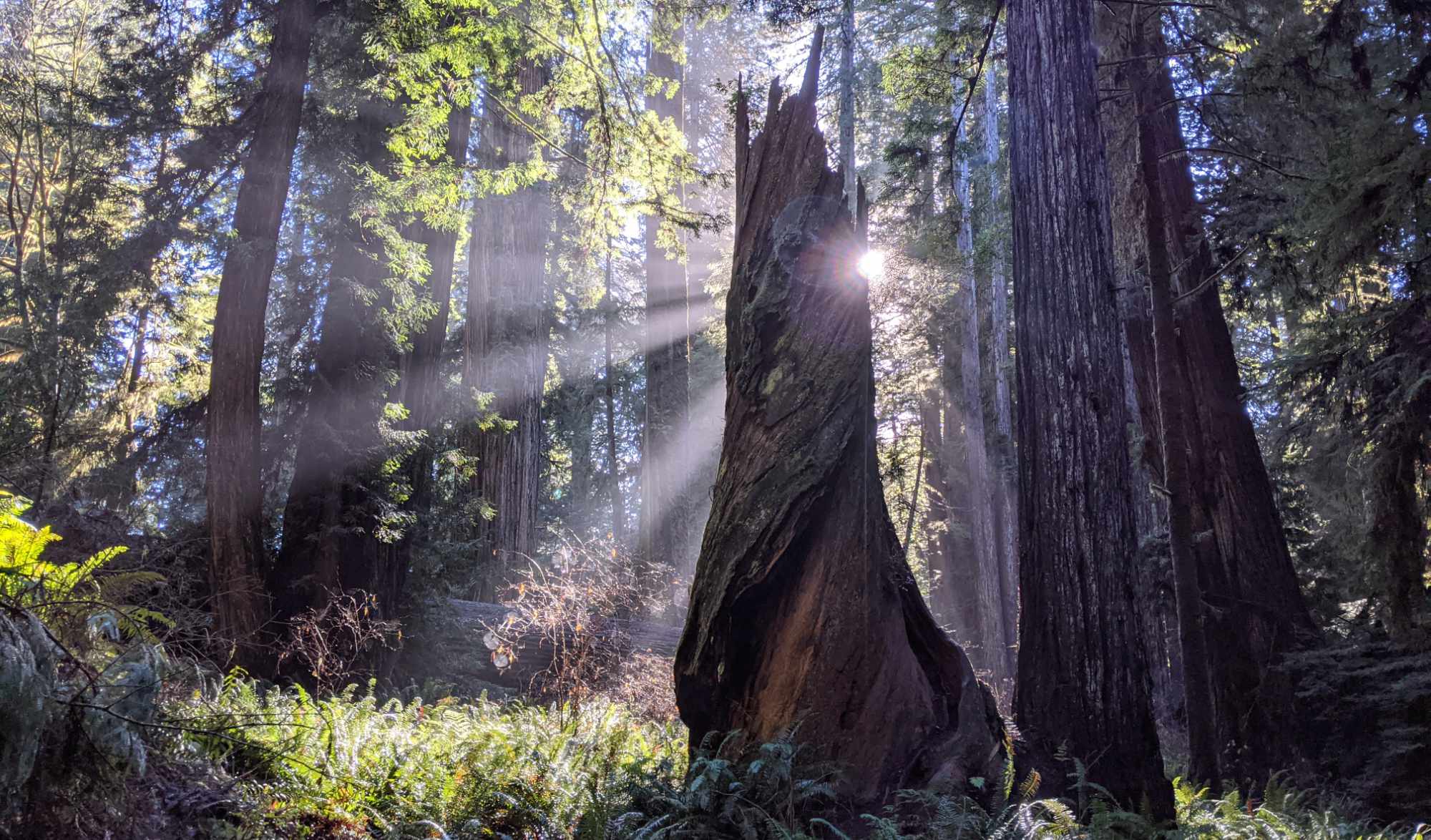 The sun shines through the forest, with light rays falling across ferns and tree trunks